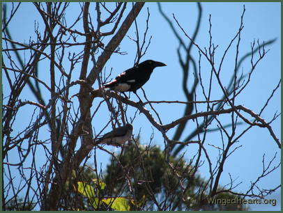Karitu currawong and young Kerry pied-butcherbird are keeping watch too