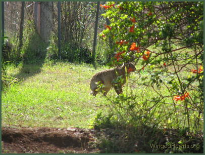 the hare too ventures out for a glance