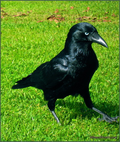 crow