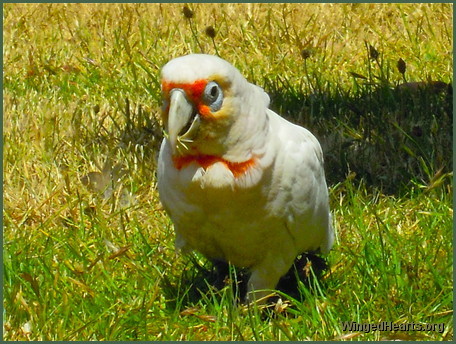 corella