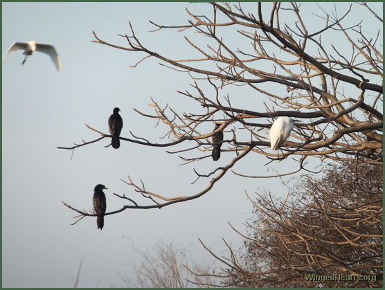 water birds at Ranthambore