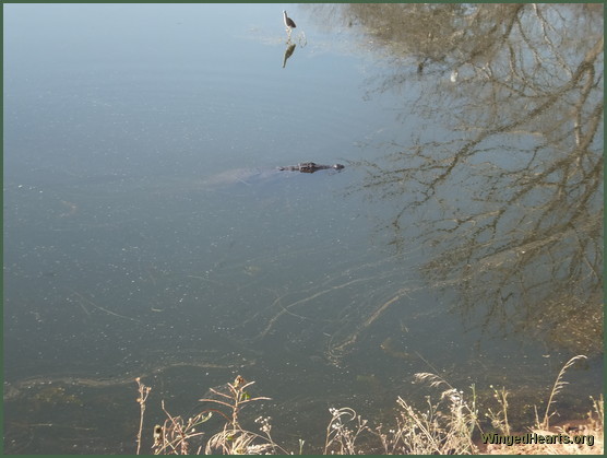 bittern & crocodile at ranthambore