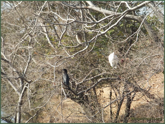 water birds at ranthambore