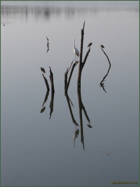 water birds at ranthambore