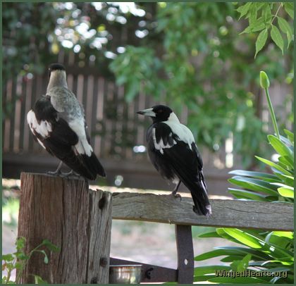 Greeted by a freind - Australian magpies 