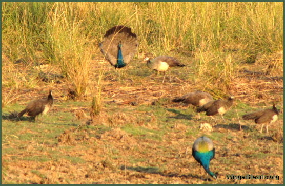 peacock and peahens pottering at Ranthambore National Park