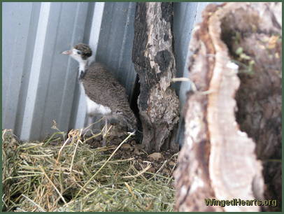 plovers - in a safe refuge