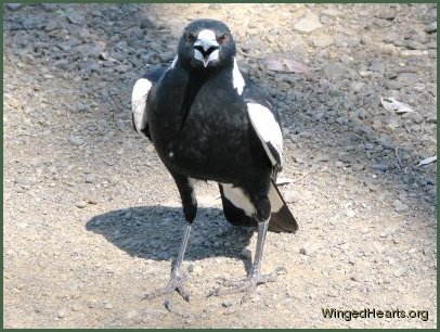 Bertie strikes a pose - looks to me like an eagle