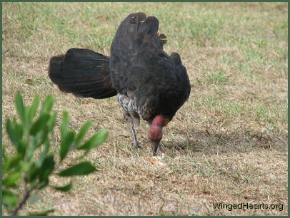 happy to peck around