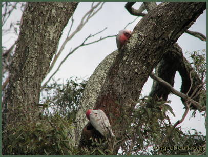 he likes it enough to start debarking the tree