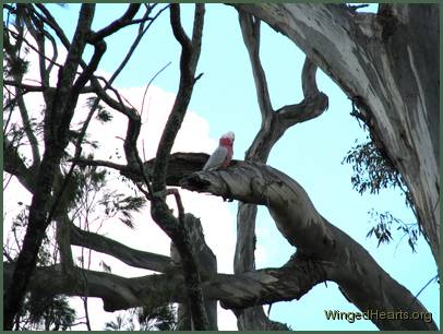 Why is that Galah calling out to me for no apparent reason?