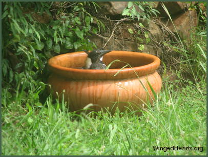 juvenile magpie Monty having a bath