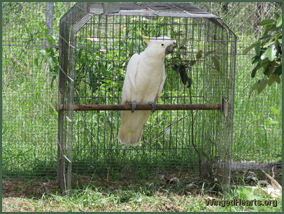 cockatoo in a cage