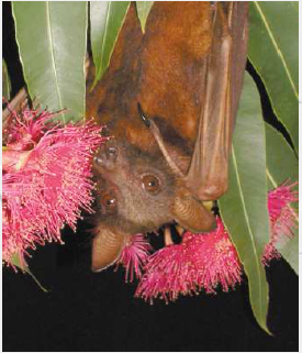 little red-flying-fox