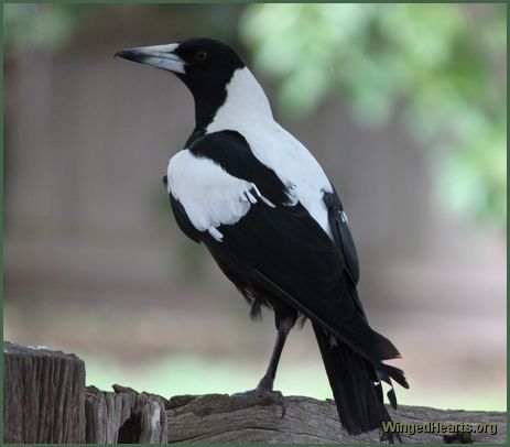 Australian magpie with one leg